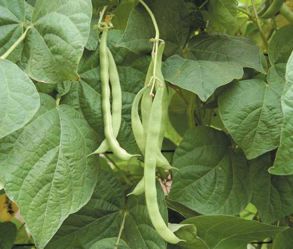 With only a hint of stringiness, the Black Valentine beans is perfect for the home garden.